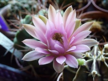 Gymnocalycium mihanovichii 4