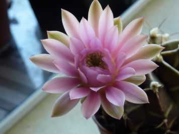 Gymnocalycium mihanovichii 4