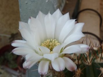 Acanthocalycium peitscherianum