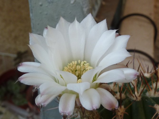 Acanthocalycium peitscherianum