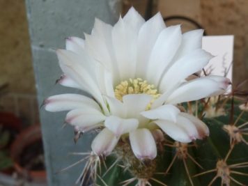 Acanthocalycium peitscherianum