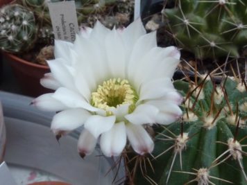 Acanthocalycium peitscherianum