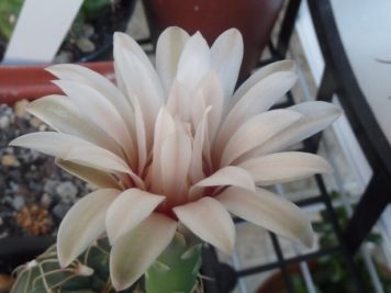 Gymnocalycium capillaense