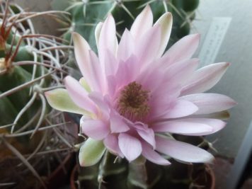 Gymnocalycium mihanovichii 4