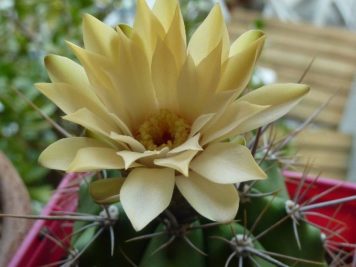 Gymnocalycium paediophyllum