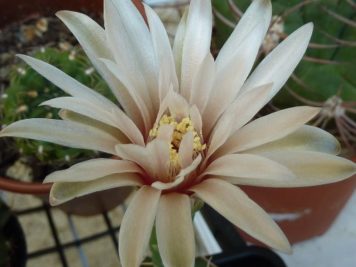 Gymnocalycium capillaense