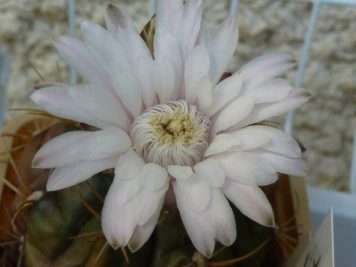 Gymnocalycium horstii
