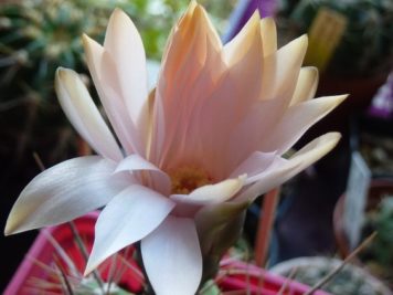 Gymnocalycium paediophyllum