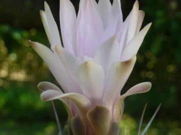 Gymnocalycium paediophyllum