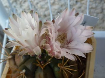 Gymnocalycium horstii