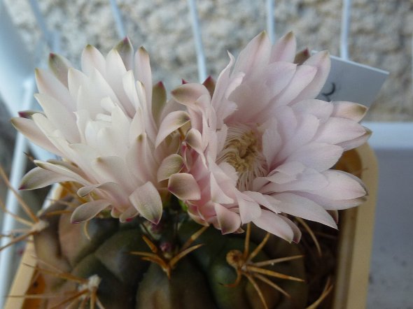 Gymnocalycium horstii