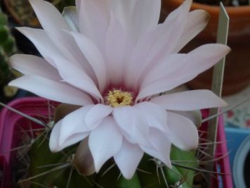 Gymnocalycium paediophyllum