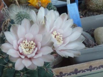 Gymnocalycium baldianum hybride rose pêche