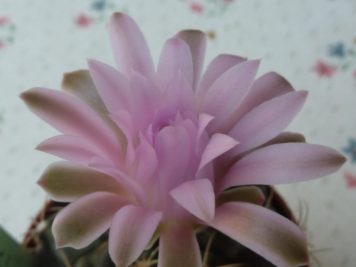 Gymnocalycium mihanovicchii 5