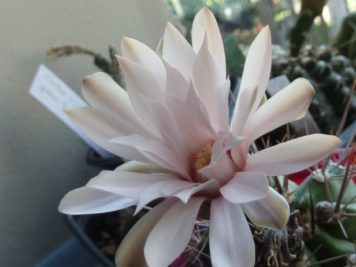 Gymnocalycium paediophyllum