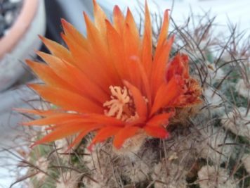 Parodia aff microsperma