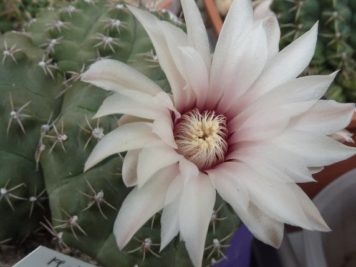 Gymnocalycium quehlianum 3 têtes