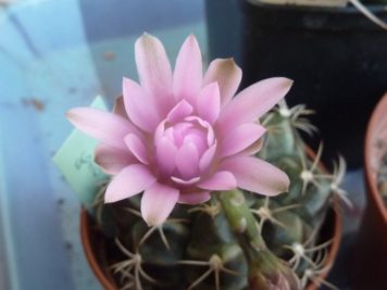 Gymnocalycium mihanovicchii 5