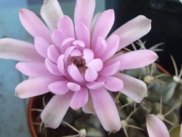 Gymnocalycium mihanovicchii 5