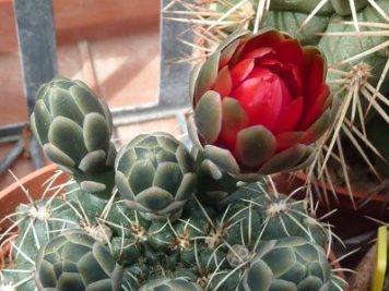 Gymnocalycium baldianum rouge sang