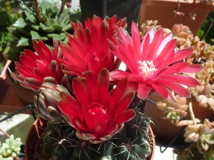 Gymnocalycium baldianum rouge sang