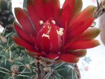 Gymnocalycium baldianum rouge sang