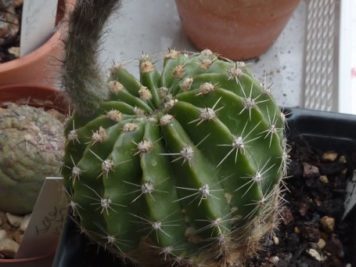 Echinopsis cv agathe