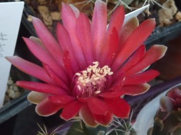 Gymnocalycium baldianum rouge sang