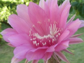 Echinopsis cv agathe