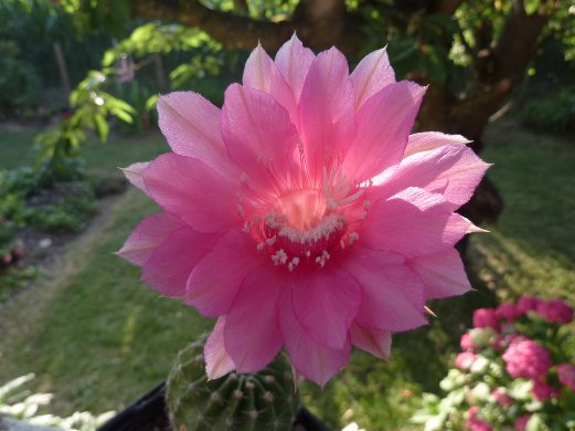 Echinopsis cv agathe