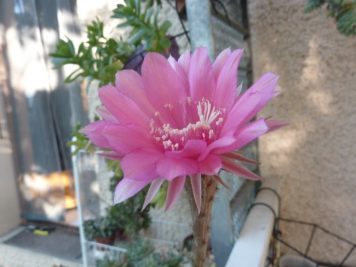 Echinopsis cv agathe