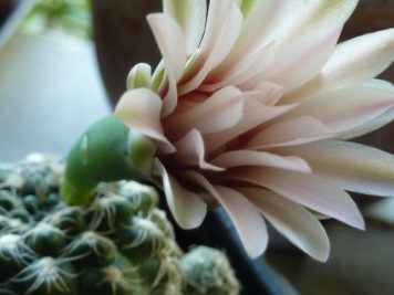 Gymnocalycium calochlorum P109