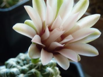 Gymnocalycium calochlorum P109