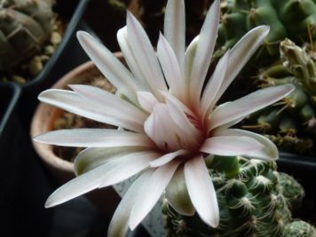 Gymnocalycium calochlorum P109