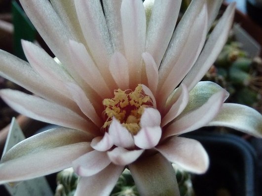 Gymnocalycium calochlorum P109