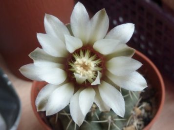 Gymnocalycium stellatum v obductum