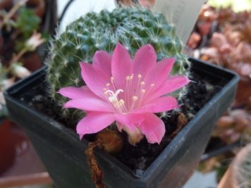 /home/nova/Bureau/blog/rebutia pink lady/2018-06-18 rebutia pink lady 2 .jpg