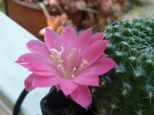 Rebutia pink lady