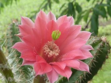 Echinocereus scheeri