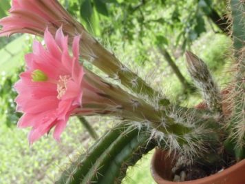 Echinocereus scheeri