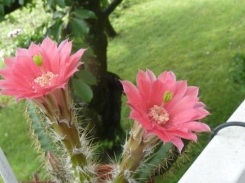 Echinocereus scheeri