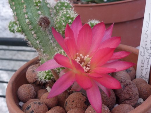 Chamaelobivia grandiflora