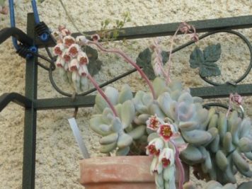 Pachyphytum bracteosum