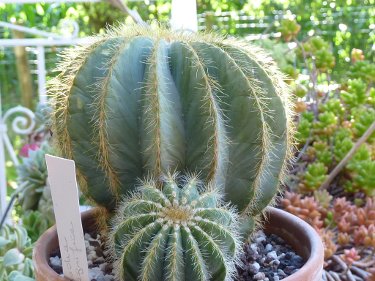 Parodia magnifica