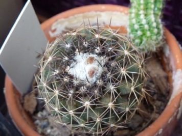 Copiapoa tenuissima