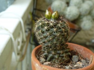 Copiapoa tenuissima