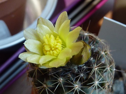 Copiapoa tenuissima