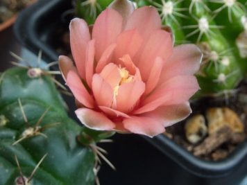 Gymnocalycium baldianum sp 3