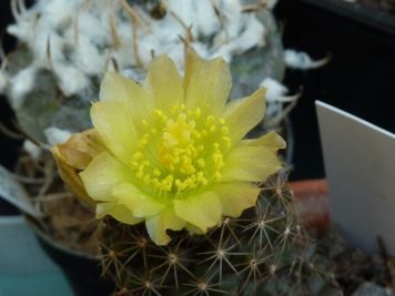 Copiapoa tenuissima