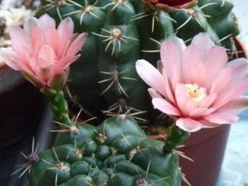 Gymnocalycium baldianum sp 3